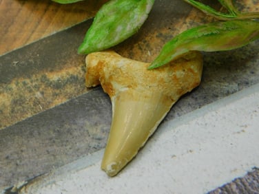 SHARK TOOTH ROCK STONE LAPIDARY SPECIMEN