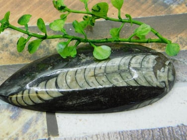 ORTHOCERAS ROCK STONE LAPIDARY SPECIMEN