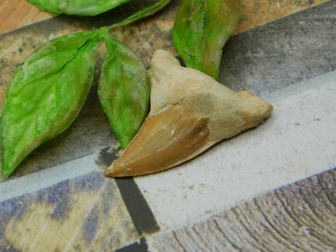 SHARK TOOTH ROCK STONE LAPIDARY SPECIMEN