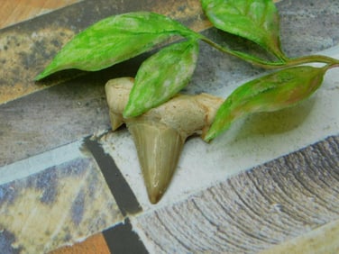 SHARK TOOTH ROCK STONE LAPIDARY SPECIMEN