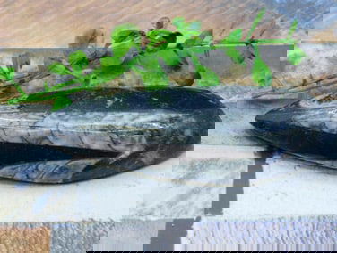 ORTHOCERAS ROCK STONE LAPIDARY SPECIMEN