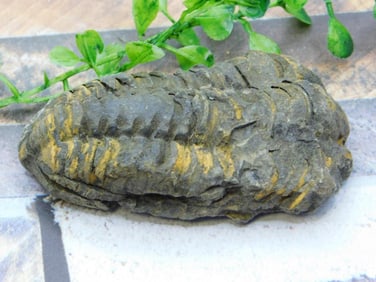 TRILOBITE ROCK STONE LAPIDARY SPECIMEN