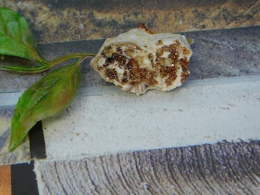 ROCK STONE LAPIDARY SPECIMEN