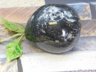 ORTHOCERAS ROCK STONE LAPIDARY SPECIMEN