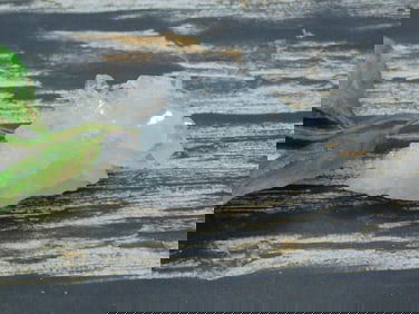 QUARTZ ROCK STONE LAPIDARY SPECIMEN