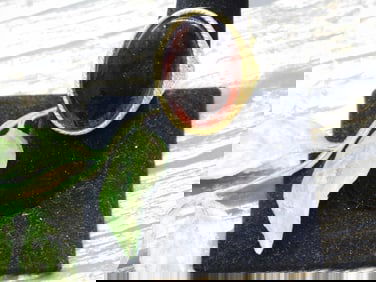 RING ROCK STONE LAPIDARY SPECIMEN