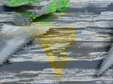 SHARK TOOTH ROCK STONE LAPIDARY SPECIMEN