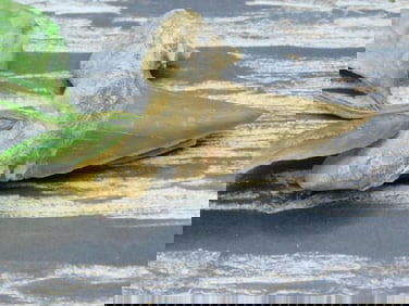 SHARK TOOTH ROCK STONE LAPIDARY SPECIMEN