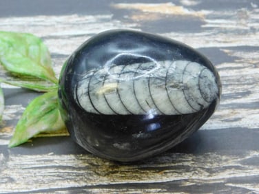 ORTHOCERAS ROCK STONE LAPIDARY SPECIMEN