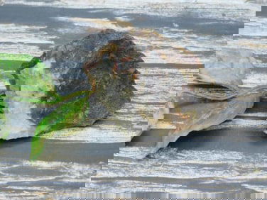 ROCK STONE LAPIDARY SPECIMEN