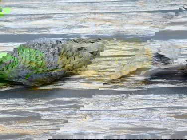 TRILOBITE ROCK STONE LAPIDARY SPECIMEN