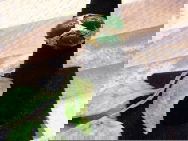 RING ROCK STONE LAPIDARY SPECIMEN