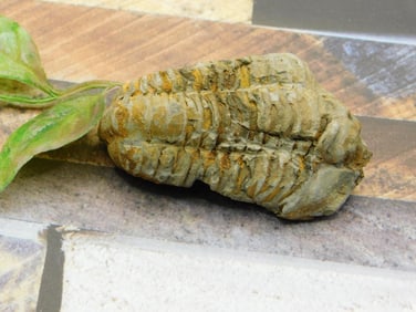 TRILOBITE ROCK STONE LAPIDARY SPECIMEN