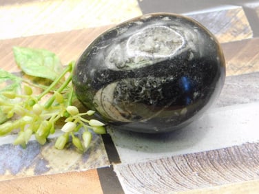 ORTHOCERAS ROCK STONE LAPIDARY SPECIMEN