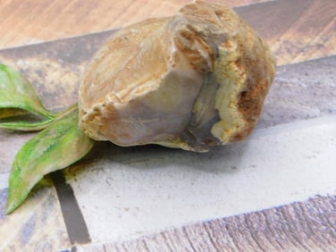 ROCK STONE LAPIDARY SPECIMEN