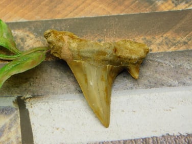SHARK TOOTH ROCK STONE LAPIDARY SPECIMEN