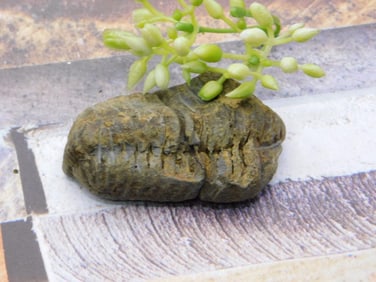 TRILOBITE ROCK STONE LAPIDARY SPECIMEN
