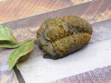TRILOBITE ROCK STONE LAPIDARY SPECIMEN