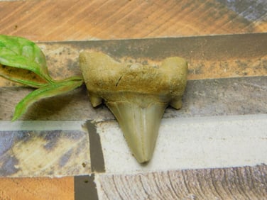 SHARK TOOTH ROCK STONE LAPIDARY SPECIMEN