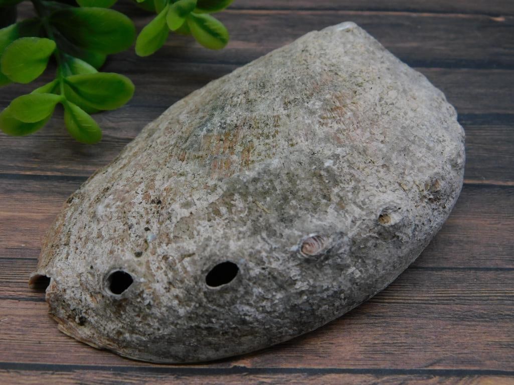 ABALONE BUTTERFLY NECKLACE ROCK STONE LAPIDARY SPECIMEN: ABALONE BUTTERFLY NECKLACE ROCK STONE LAPIDARY SPECIMEN