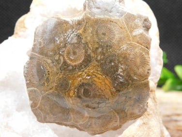 JEWELRY SALE! ROCK STONE LAPIDARY SPECIMEN