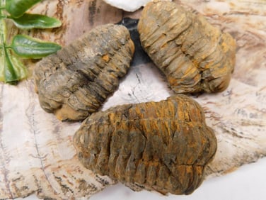 JEWELRY SALE! ROCK STONE LAPIDARY SPECIMEN