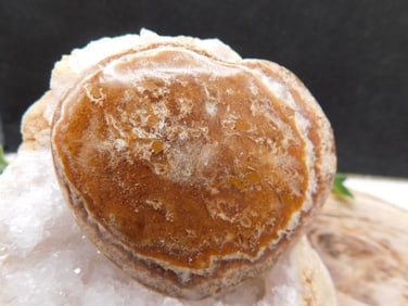 JEWELRY SALE! ROCK STONE LAPIDARY SPECIMEN