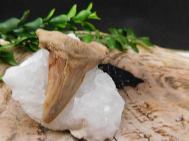 JEWELRY SALE! ROCK STONE LAPIDARY SPECIMEN