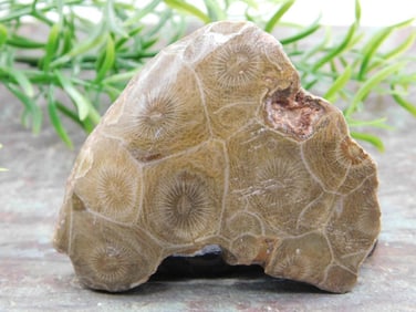 JEWELRY SALE! ROCK STONE LAPIDARY SPECIMEN