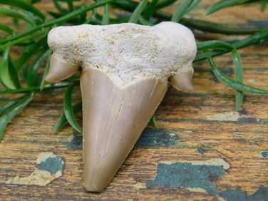 JEWELRY SALE! ROCK STONE LAPIDARY SPECIMEN