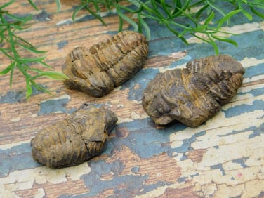 JEWELRY SALE! ROCK STONE LAPIDARY SPECIMEN