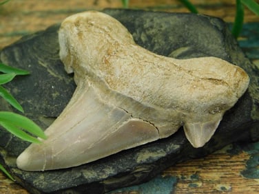 JEWELRY SALE! ROCK STONE LAPIDARY SPECIMEN