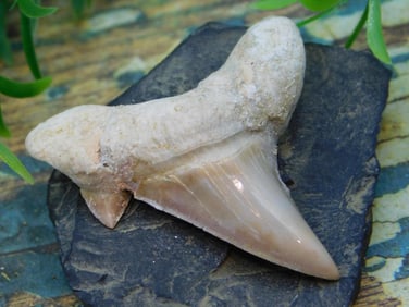 JEWELRY SALE! ROCK STONE LAPIDARY SPECIMEN