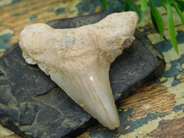 JEWELRY SALE! ROCK STONE LAPIDARY SPECIMEN