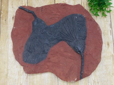 4 POUND CRINOID SCYPHOCRINUS FOSSIL ROCK STONE LAPIDARY SPECIMEN