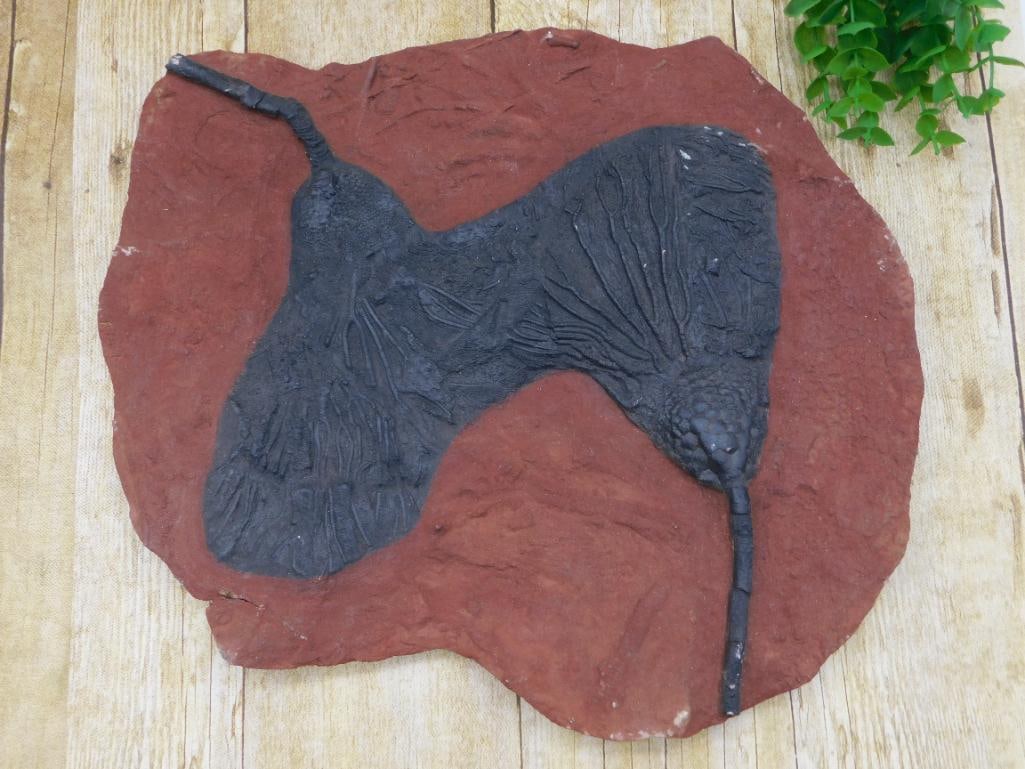 4 POUND CRINOID SCYPHOCRINUS FOSSIL ROCK STONE LAPIDARY SPECIMEN: 4 POUND CRINOID SCYPHOCRINUS FOSSIL ROCK STONE LAPIDARY SPECIMEN