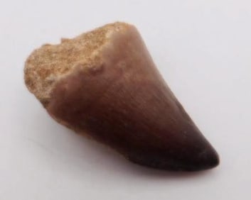 DINOSAUR TOOTH ROCK STONE LAPIDARY SPECIMEN