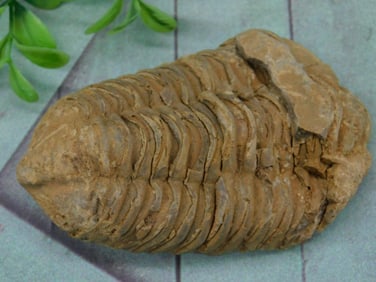 TRILOBITE ROCK STONE LAPIDARY SPECIMEN