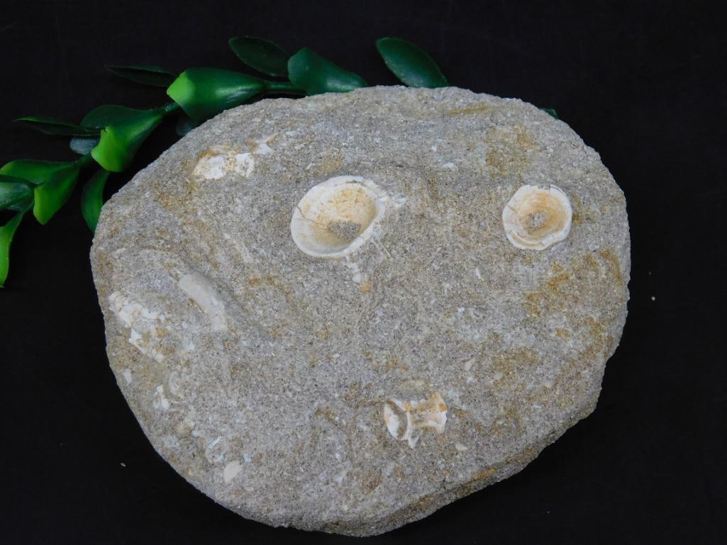 ENCHODUS FOSSIL ROCK STONE LAPIDARY SPECIMEN: ENCHODUS FOSSIL ROCK STONE LAPIDARY SPECIMEN