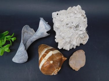 SEA SHELLS
