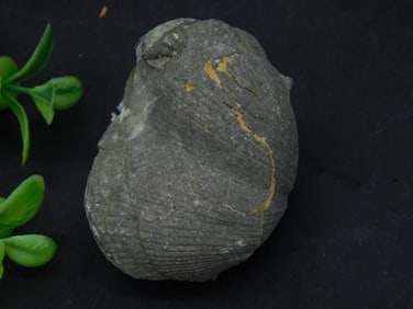BRACHIOPOD ROCK STONE LAPIDARY SPECIMEN