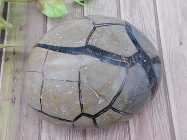 Fossilized Septarian Concretion Geode Half ROCK STONE LAPIDARY SPECIMEN