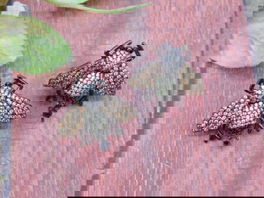 Pair of Rhinestone Bee-Shaped Brooches