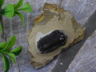 Trilobite Fossil Specimen Embedded in Rock Matrix