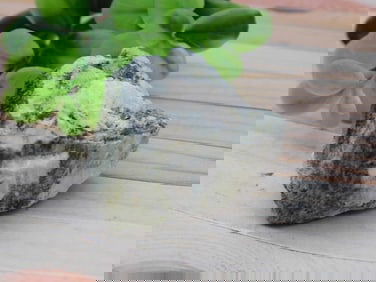 Green Tourmaline Mineral Specimen From Mozambique Rock Stone Lapidary Specimen