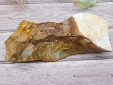 JASPER With Brown and Cream Variegation