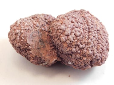 COPROLITE ROCK STONE LAPIDARY SPECIMEN