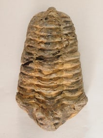 TRILOBITE ROCK STONE LAPIDARY SPECIMEN