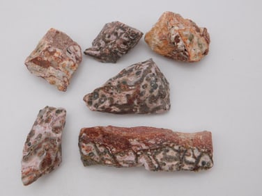 LEOPARD SKIN JASPER ROCK STONE LAPIDARY SPECIMEN