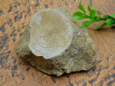 DINOSAUR BONE IN MATRIX ROCK STONE LAPIDARY SPECIMEN